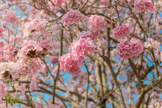 Tabebuia rosea è un albero neotropicale di fiori rosa