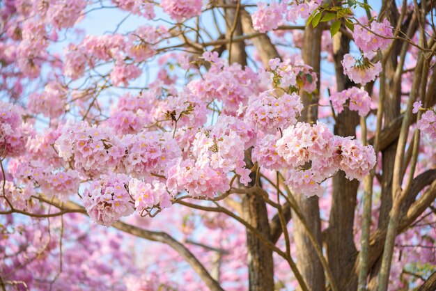 Tabebuia rosea è un albero neotropicale di fiori rosa