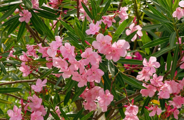 Tabebuia rosea fiore rosa per sfondo naturale