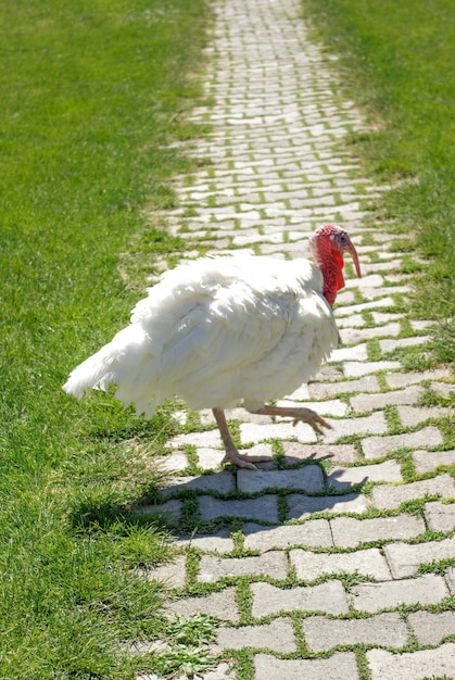 Tacchino bianco all'aperto