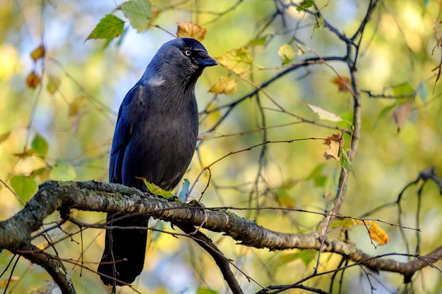 Taccola sull'albero, Corvus monedula