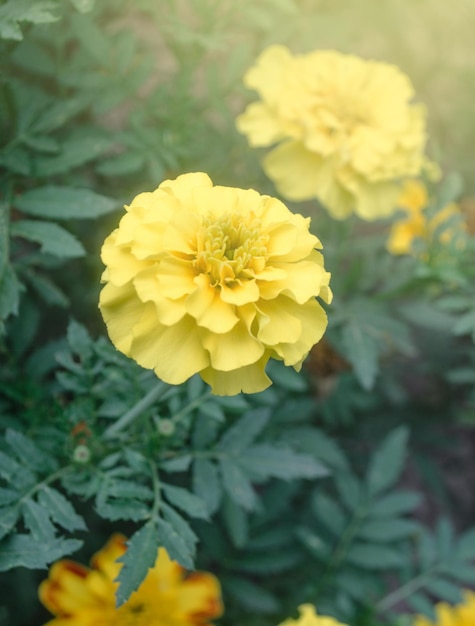 Tagete bianco africano o tagetes erecta