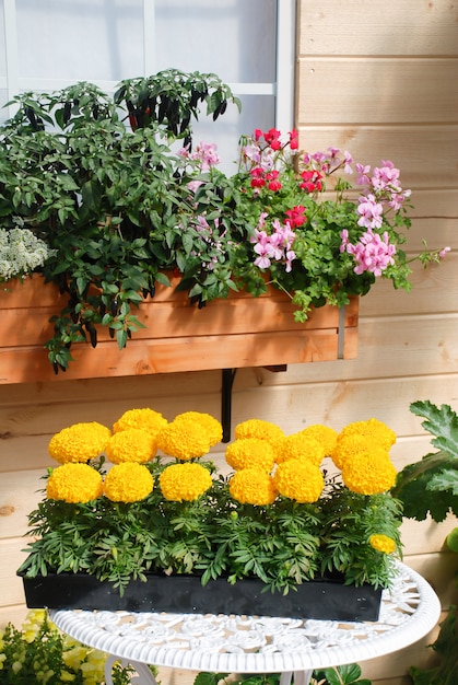 Tagete di colore giallo (Tagetes erecta, calendula messicana)