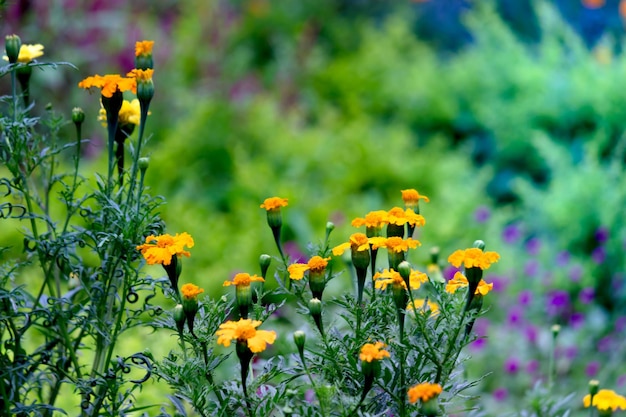 Tagete di fiori di calendula gialli e arancioni in fiore