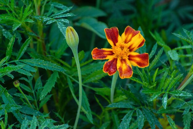 Tagete di fiori su sfondo verde naturale