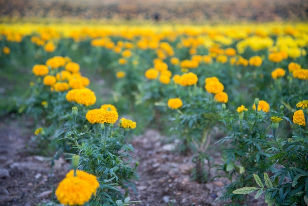 Tagete nel giardino della Tailandia, fiore giallo.