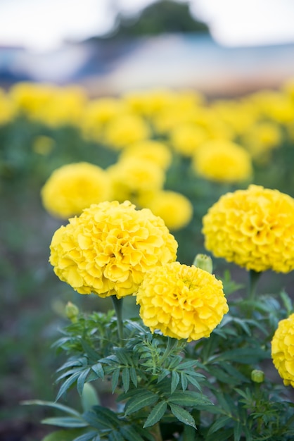 Tagete nel giardino della Tailandia, fiore giallo.