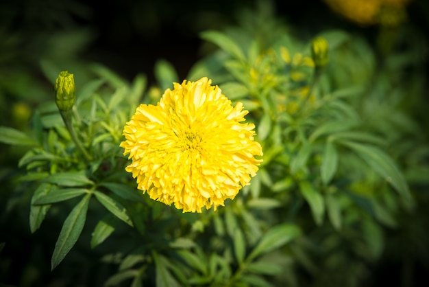 Tagete nel giardino Tailandia