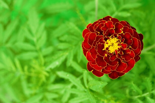 Tagetes di tagete bocciolo di fiori su uno sfondo di fogliame verde