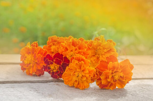 Tagetes erecta fiore in fiore sfondo