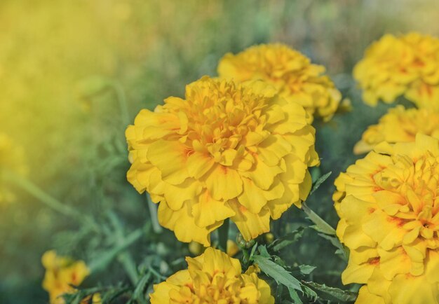 Tagetes erecta o calendula gialla francese Tagete gialle di tipo anemone