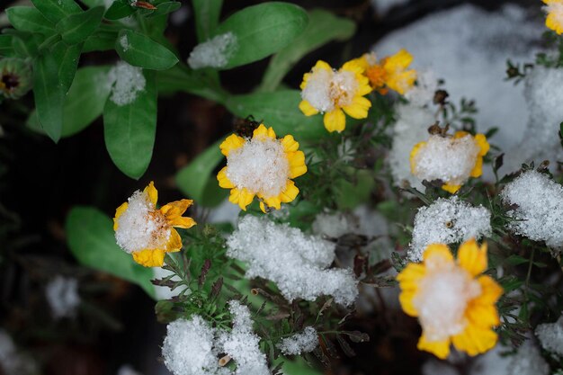 Tagetes fiore giallo tagete sotto la neve