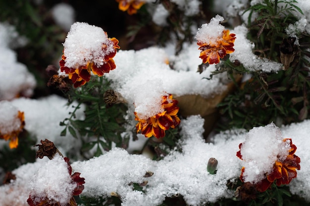 Tagetes fiore rosso tagete sotto la neve