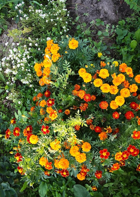 Tagetes fiori estivi che sbocciano nel giardino