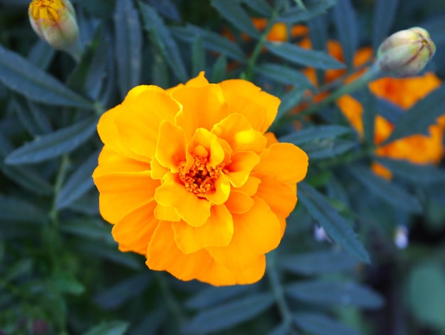 Tagetes fiori estivi che sbocciano nel giardino