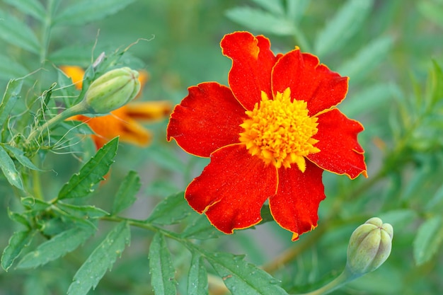 Tagetes in giardino con foglie verdi sfocate sullo sfondo Profondità di campo ridotta