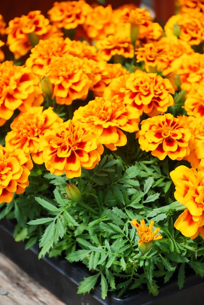 Tagetes patula calendula francese in fiore, fiori giallo arancio, foglie verdi