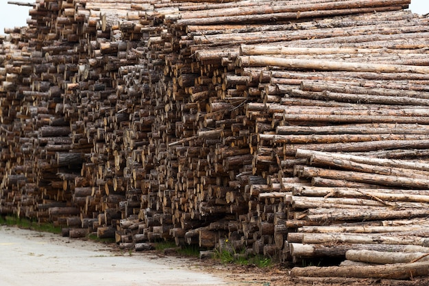 Tagli di legno di pino in una pila di tronchi, vista dei tronchi raccolti