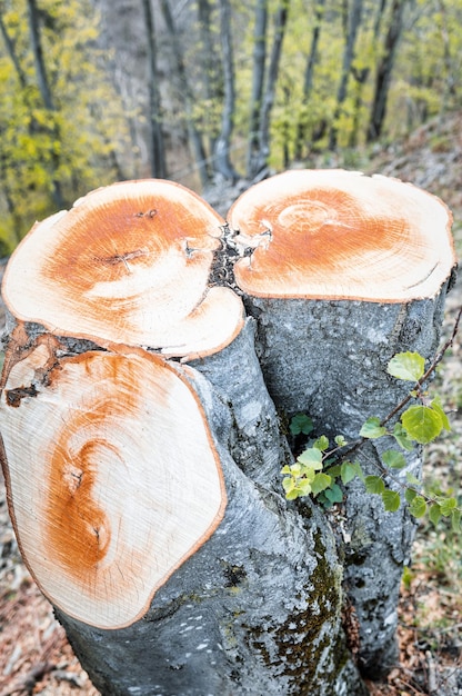 Taglia i tronchi delle piante