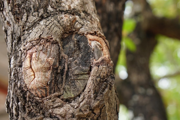 Taglia il tronco d'albero nel bosco