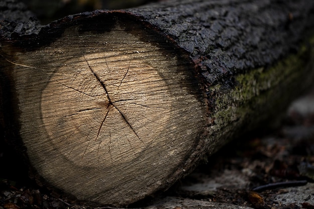 Taglia l'albero attraverso la base con gli anelli dell'albero visibili