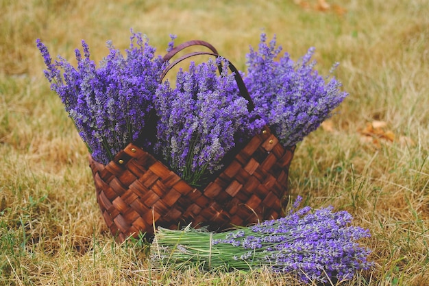 Taglia la lavanda nel cestino