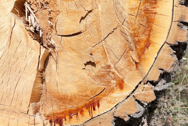 Taglia un primo piano di un albero