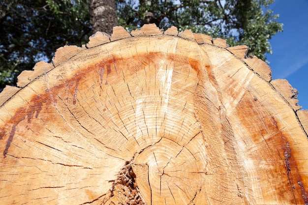 Taglia un primo piano di un albero