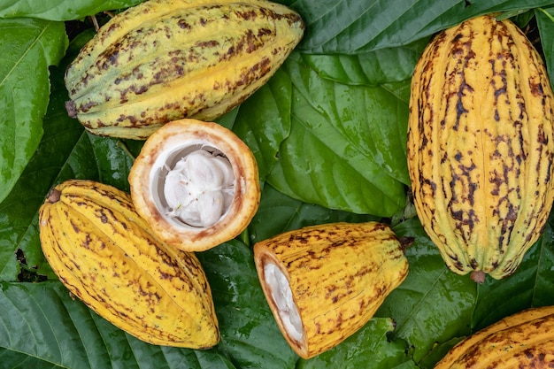 Tagliare a metà le bacche di cacao e la frutta fresca al cacao