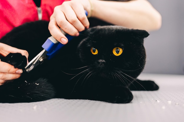 Tagliare gli artigli di un bellissimo gatto nero