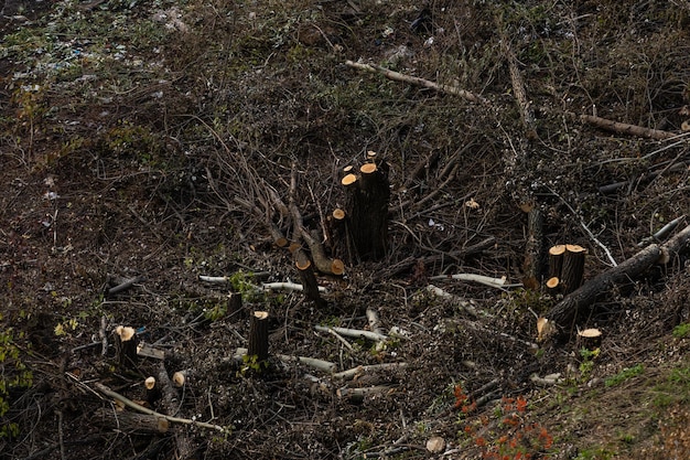 Tagliare i pini sul lato, disastro naturale. Disastro forestale.