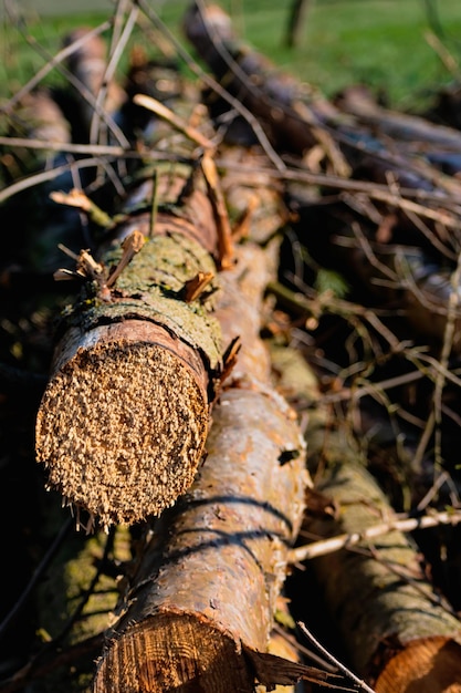 Tagliare i tronchi d'albero di abete morto per produrre la scena della deforestazione della biomassa nel paesaggio rurale