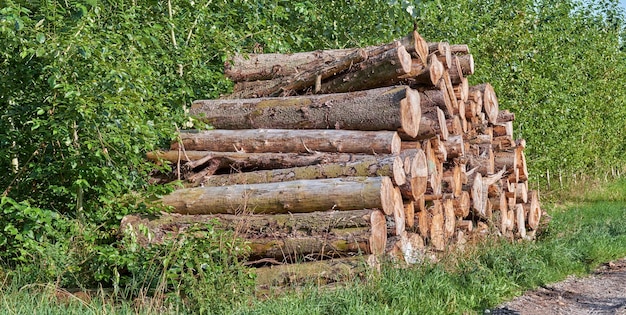 Tagliare i tronchi di alberi accatastati insieme all'esterno contro i cespugli verdi imballati in un mucchio pulito dopo essere stati tagliati nel processo di deforestazione nella foresta Il disboscamento causando danni ambientali e perdita di habitat