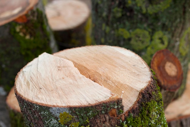 tagliare il ceppo d'albero come sfondo di legno naturale