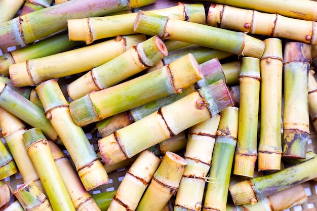 Tagliare la canna da zucchero per la semina