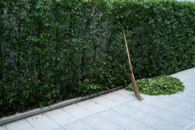 Tagliare la foglia verde degli alberi