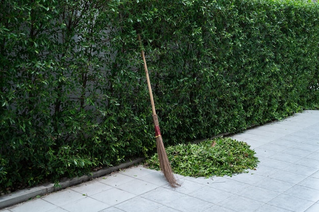 Tagliare la foglia verde degli alberi