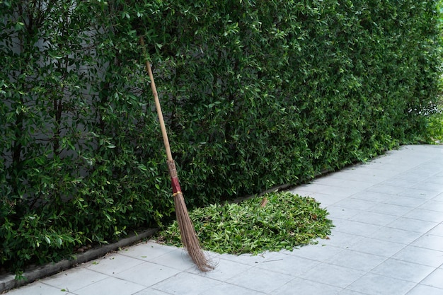 Tagliare la foglia verde degli alberi