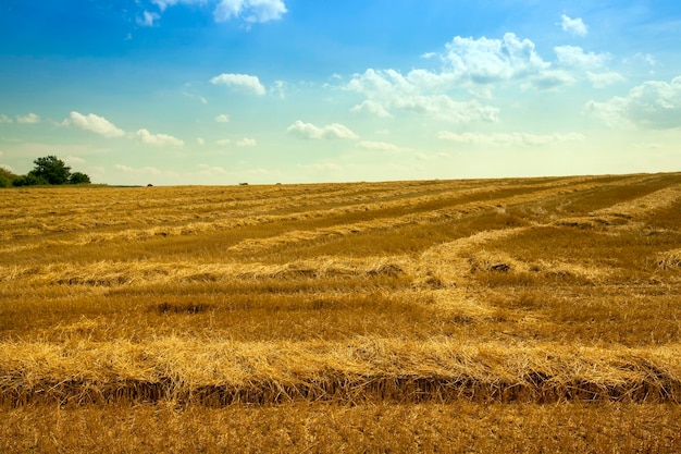 Tagliare la paglia nel campo dell'agricoltura