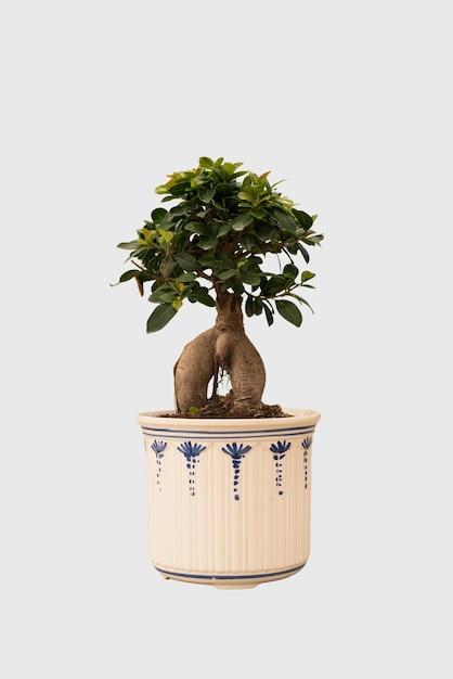 Tagliare la pianta dei bonsai in una decorazione della casa del vaso isolata