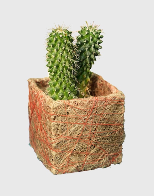 Tagliare la pianta del cactus in una decorazione della casa del vaso isolata