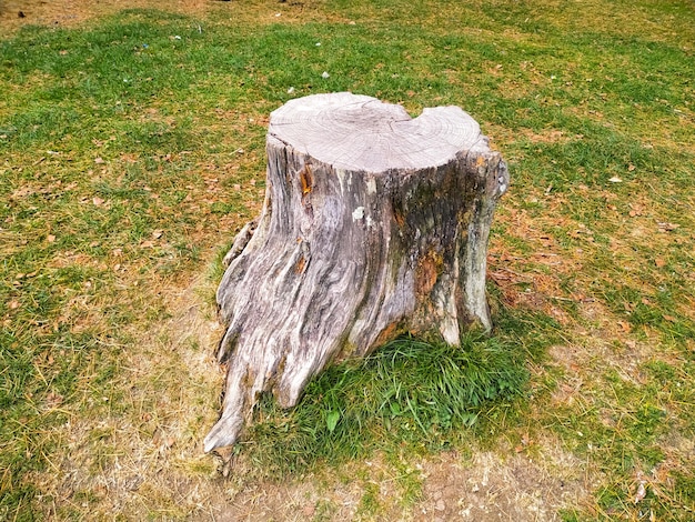 Tagliare la radice di un albero secco in un prato