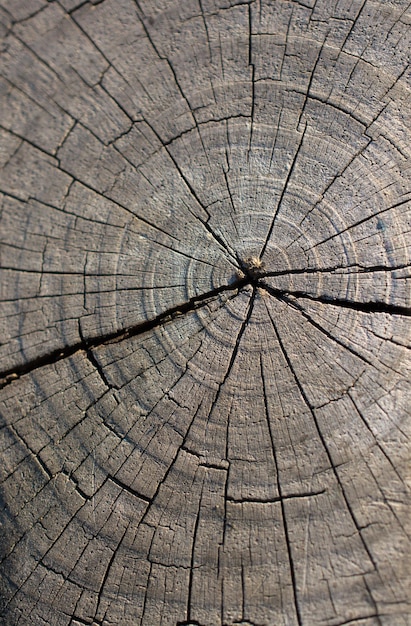 Tagliare la superficie del ceppo di albero come sfondo