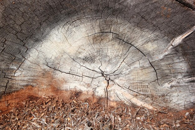 tagliare lo sfondo del primo piano dell'albero