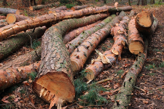 Tagliare tronchi di alberi nel bosco