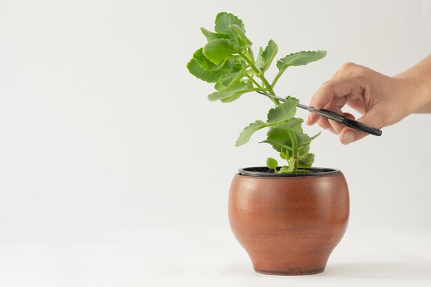 Taglio a mano della donna con le forbici Pianta di Kalanchoe per fare germogliare sullo sfondo bianco con spazio per la copia