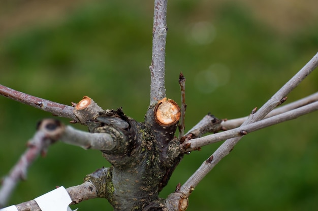 Taglio dei rami di un albero da frutto dall'autunno al ramo del ceppo primaverile e selvaggio per la manutenzione e una buona crescita