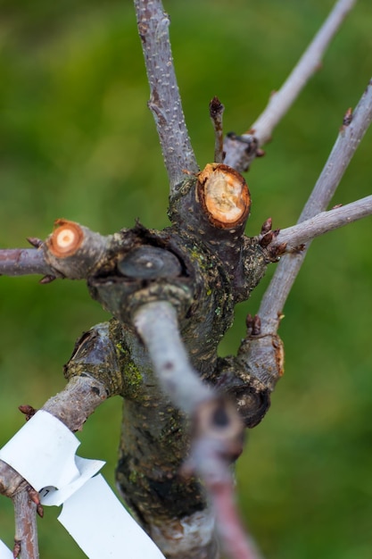 Taglio dei rami di un albero da frutto dall'autunno al ramo del ceppo primaverile e selvaggio per la manutenzione e una buona crescita