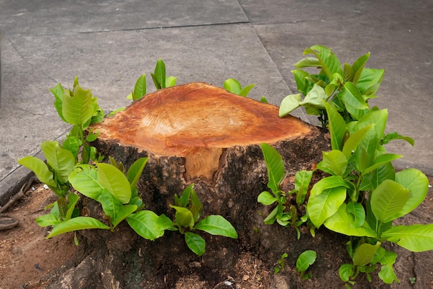 Taglio del tronco di un albero secolare Degradazione ambientale