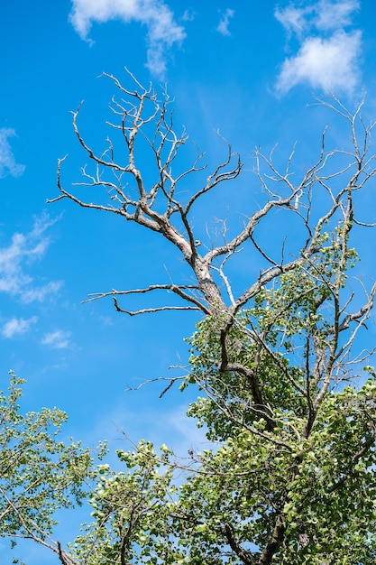 Taglio di alberi secchi o spogli